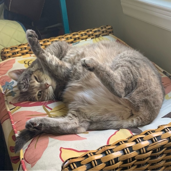 Meet your Posher, Jenni!! Have a lovely day! - Picture 7 of 16